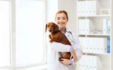 How Torbutrol (Butorphanol) Benefits Your Dog: Uses, Dosage, and Safety