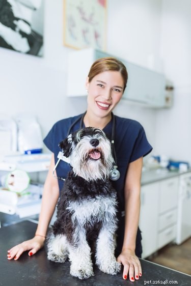 How Torbutrol (Butorphanol) Benefits Your Dog: Uses, Dosage, and Safety