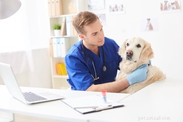 How Torbutrol (Butorphanol) Benefits Your Dog: Uses, Dosage, and Safety