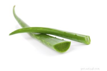Aloe Gel and Dogs: Safe or Harmful? A Clear Guide