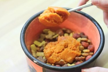 Safe Pumpkin Treatment for Your Dog’s Diarrhea