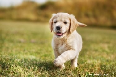 Liquid Panacur for Dogs: Safe Dosage Guide and Parasite Relief