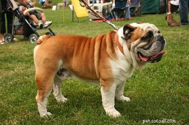 The Complete Guide to How a Dog Gives Birth to Puppies