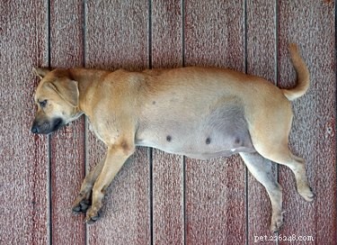 The Complete Guide to How a Dog Gives Birth to Puppies