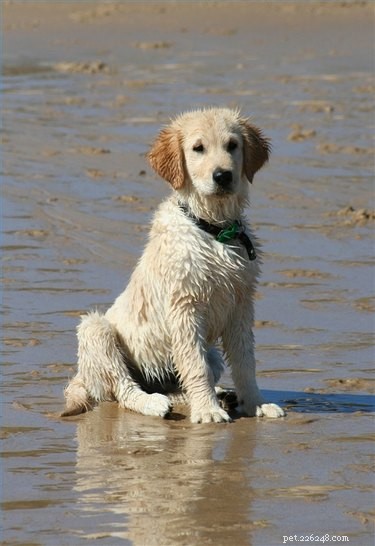 Understanding Mesenchymal Tumors in Dogs: Causes, Symptoms, and Treatment