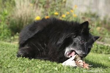 Safe Omega‑3 Fish Oil Dosage for Dogs: What You Need to Know