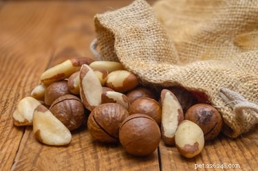 Immediate Steps If Your Dog Eats Macadamia Nuts