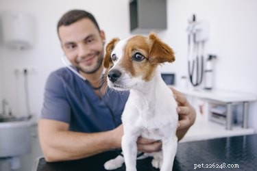 Immediate Steps If Your Dog Eats Macadamia Nuts