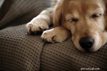 The Right Aspirin Dosage for Dogs: Safe Pain Relief Tips