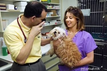Safe Home Remedies for Treating Fatty Tumors in Dogs: A Vet-Approved Guide