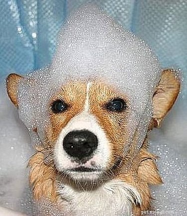 Safe & Effective Flea Removal: Using Dish Soap to Treat Pets