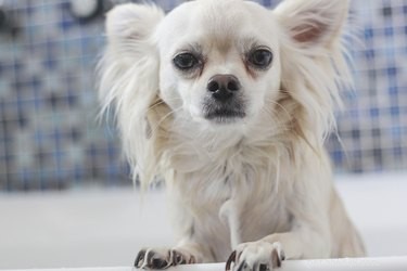Blood in Your Dog’s Urine: Causes, Symptoms, and Why Prompt Vet Care Matters