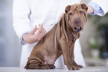How to Time Your Puppy’s First Vaccinations: A Trusted Guide