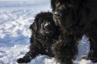 How to Time Your Puppy’s First Vaccinations: A Trusted Guide