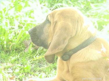 Comprehensive 3‑in‑1 Canine Vaccination: Protect Your Dog Against Bordetella, Parainfluenza, and Adenovirus