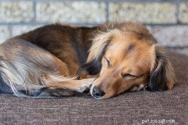Essential Post‑Spay Care: How to Help Your Dog Heal Quickly and Safely