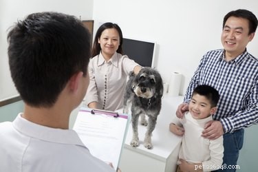Recognizing Organ Failure in Dogs: Key Warning Signs and How to Respond