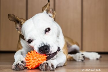 If Your Dog Swallows a Toy: Immediate Steps & Vet Guidance