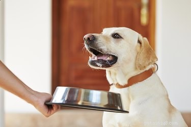 Brewer s Yeast for Dogs: Benefits, Risks, and Vet Guidance