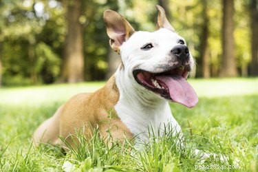 Pit Bull Skin Care: Common Issues and Prevention Tips