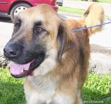Severe Itching and Vomiting in Dogs: Causes, Symptoms, and When to Seek Veterinary Care