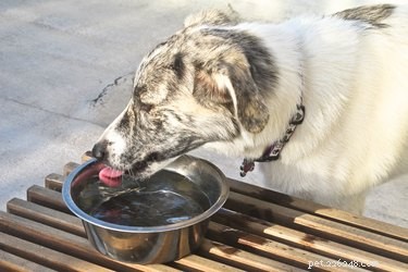 Albon for Dogs: How It Treats Infections and Parasites