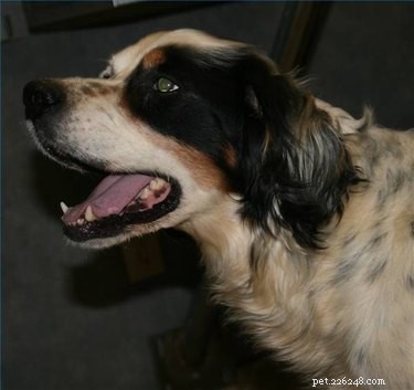 Managing Severe Mucus and Vomiting in Dogs: Safe Home Care