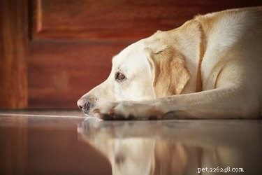 Key Signs of a Bladder Infection in Dogs – Spot Symptoms Early