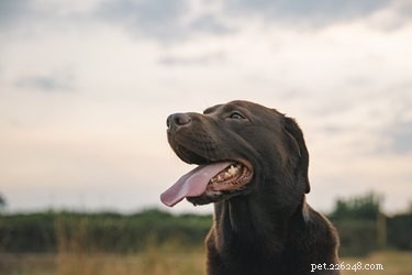 Effective Home Remedies to Relieve Gas in Dogs