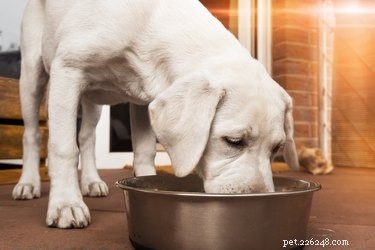 Effective Home Remedies to Relieve Gas in Dogs
