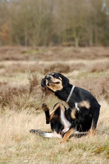 Effective Canine Folliculitis Treatment: Symptoms, Causes & Vet Solutions