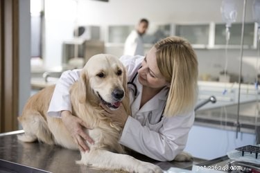 Swallowing Issues in Dogs: Causes, Symptoms, and Veterinary Care