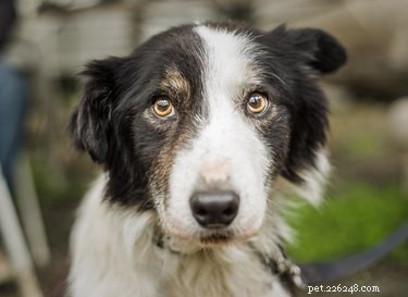 Swallowing Issues in Dogs: Causes, Symptoms, and Veterinary Care