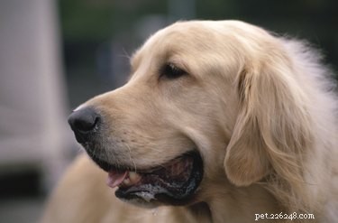 How Dewormers Eliminate Intestinal Worms in Pets
