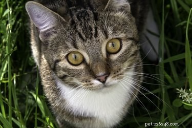 How Dewormers Eliminate Intestinal Worms in Pets