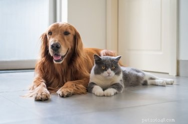 How Dewormers Eliminate Intestinal Worms in Pets