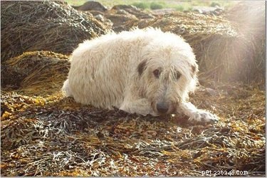 Managing Breathing Issues in Senior Dogs: Signs, Causes, and Care