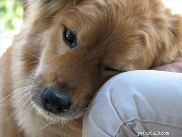 Can You Safely Use Ibuprofen to Treat Your Dog’s Hip Pain?
