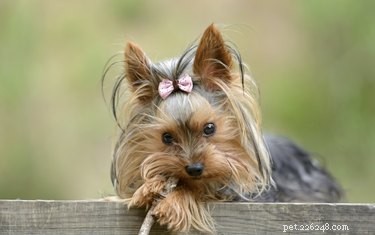 Comprehensive Guide to Treating Kidney Stones in Dogs