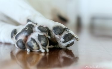 How to Care for a Dog’s Torn Paw Pad: Quick, Safe, and Effective Tips