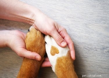 Is Your Dog s Paw Broken? How to Spot a Broken Paw in Your Canine