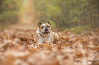 Expert Guide to Caring for a Pregnant English Bulldog