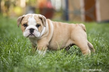 Expert Guide to Caring for a Pregnant English Bulldog