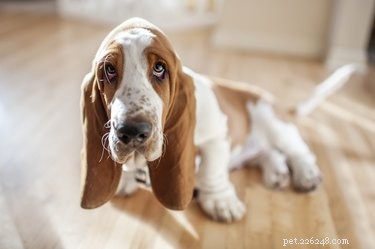 Understanding Dog Vaccination Side Effects: What Owners Need to Know