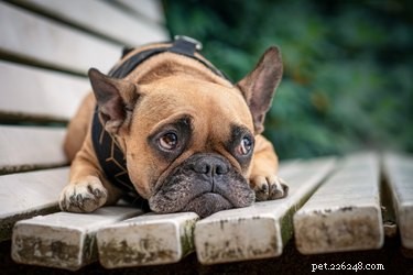 Understanding Dog Vaccination Side Effects: What Owners Need to Know