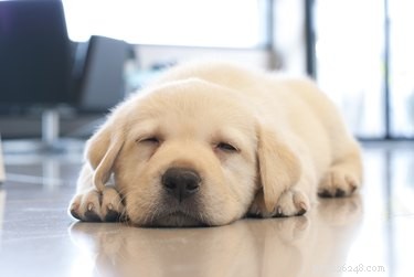 How to Identify Rat Poison Exposure in Dogs: Key Symptoms & Immediate Actions
