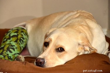 Recognizing Dog Leg Injury Symptoms: Quick Signs for Prompt Care