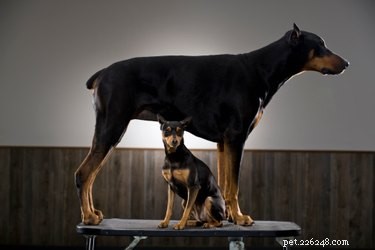 Top Tips for Maintaining Healthy Skin and Coat in Doberman Pinschers
