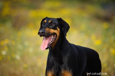Top Tips for Maintaining Healthy Skin and Coat in Doberman Pinschers