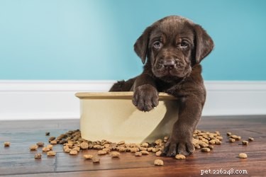 Puppy Feeding 101: Exact Portion Sizes, Feeding Schedule, and Nutritional Tips